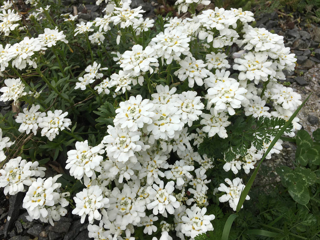Iberis sempervirens photo